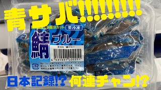 【爆釣】鯖ブルーで同じ穴から爆連!!更に尺超え!?【穴釣り】＊津波前