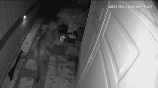Mountain lion spotted on Milpitas security camera Wednesday morning