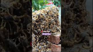 Scorpion farming in China #shorts