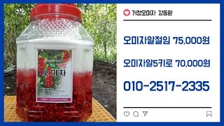 오미자 청 만드는 방법