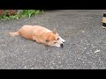 困り顔の犬