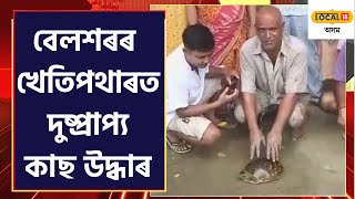 Turtle Found in Nalbari | পথাৰত উদ্ধাৰ হোৱা দুষ্প্ৰাপ্য কাছ বেলশৰৰ দেৱান পুখুৰীত মুকলি | #local18