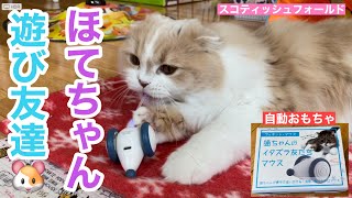 【スコティッシュフォールド】ウィキッド・マウス🐹猫の自動おもちゃ（ほてちゃん）