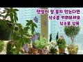 반그늘에서도 꽃을 잘 피우는 삭소롬/삭소롬 풍성하게 키우려면 가지 잘라주세요/How to raise Saxorum.