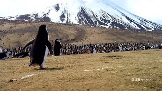 Party with a Penguin - Planet Earth II - Series Premiere Coming Early 2017 on BBC America