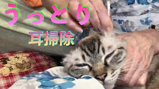 うっとり耳掃除🐱うみちゃん可愛い💕Enchanted ear cleaning 🐱 Umi-chan cute 💕