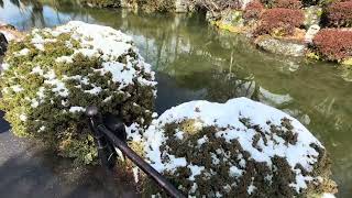 日本 京都 74 - 下雪中遊 音羽山 清水寺 ④