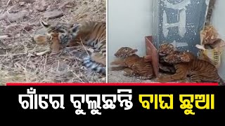 ଗାଁରେ ବୁଲୁଛନ୍ତି ବାଘ ଛୁଆ || Four Tiger Cubs Rescued  In Andhra Pradesh || Odisha Reporter