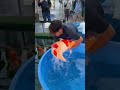 huge kohaku koi 🤍 shorts japanesekoi fish koi koifish japan