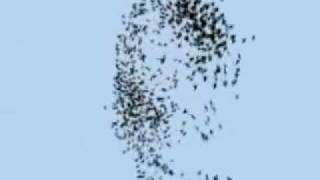 blender predator prey simulation with boids particle system