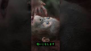 森の賢人オランウータン　＃森　＃オランウータン　＃賢人　＃生き物　＃雑学