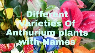 Different Varieties Of Anthurium plants with names