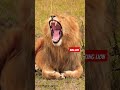 King lion #trending #wildlion #search #shortsviral #viral