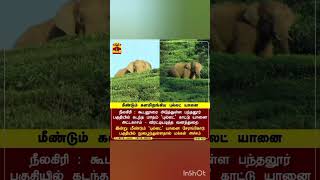 மீண்டும் களமிறங்கிய புல்லட் யானை 🐘🦣🐘