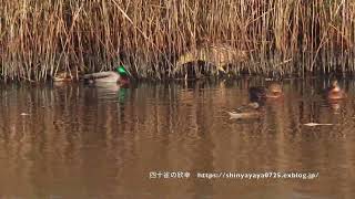 サンカノゴイ 葦原の縁を歩く