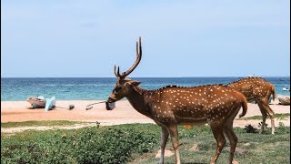 உலகிலேயே மான்கள் சுதந்திரமாக வாழும் ஒரே ஒரு நகரம் திருகோணமலை #Trincomalee #deer #live_freely