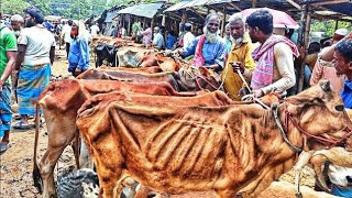 সস্তায় পানির দামে হাড্ডিসার গরু কিনুন | হাড্ডিসার গরুর হাট | sukno haddisar goru dam | আমবাড়ি হাট