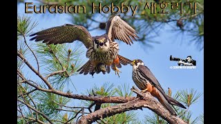 새홀리기 짝짓기 Eurasian Hobby