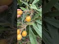 ビワ【家庭菜園だより】loquat