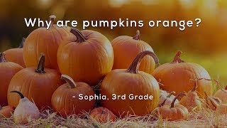 Why are pumpkins orange?