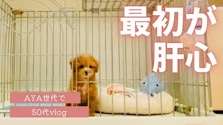 【生後72日/子犬】1週間はケージから出せません😭