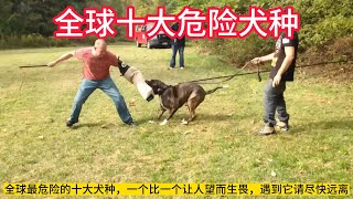 全球十大危险犬种