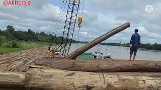 proses muat kayu ke tongkang,kayu asli kalimantan,jenis kayu meranti.