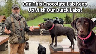 Can This Chocolate Lab Keep Up With Our Black Labs?