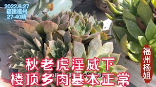 福州杨姐：盘点一下楼顶多肉在秋老虎淫威下，大部分正常，还是有些出问题！