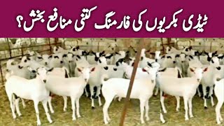 Taddy Goat Farming in Pakistan | Tady Goat Farming Documentary