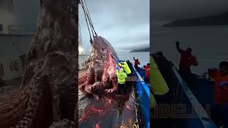 Giant Deep Sea Creature Caught by Fishermen!🐙🦑🦀#deepseafishing #fishingexploration #giantseacreature