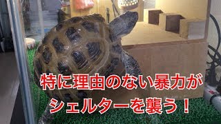 リクガメがただ暴れる動画【ロシアリクガメのポピー】