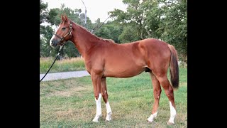 Cabardino x Diament de Sémilly Gelding 2022 (Free Jump)