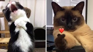 Compilation New Funniest Cat Videos 😹 You laugh You Lose 🤣 Best of Funny Cat Videos 😂
