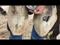 satisfying and restoration horse farrier satisfying 4k hoof asmr