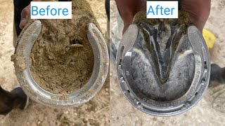 Satisfying and Restoration #horse #farrier #satisfying  - 4k | Hoof Asmr