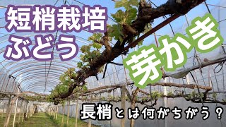 ぶどう短梢栽培の芽かき 林ぶどう園 2021-4-9