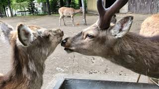 今日の円山動物園【2020年5月25日】