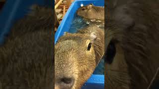 Capybaras Enjoy Swimming