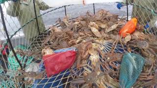 Snow Crab Fishing 2017