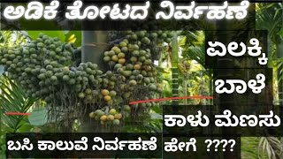 #ಅಡಿಕೆ ತೋಟದ ನಿರ್ವಹಣೆ#ಏಲಕ್ಕಿ #ಬಾಳೆ #ಕಾಳು ಮೆಣಸು #ಬಸಿ ಕಾಲುವೆ ನಿರ್ವಹಣೆ