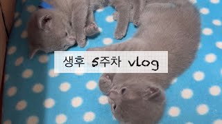 VLOG | 러시안블루 아깽이 생후 5주차 기록