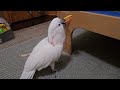 a cockatoo must break his toys 🧸