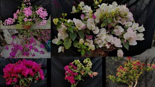 বাগানবিলাস গাছের গ্রীষ্মকালীন পরিচর্যা |How to care bougainvillea  in summer? part 1