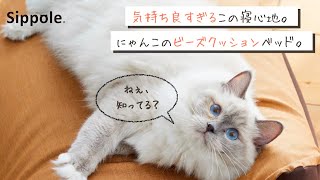 猫をダメにする？うずもれ感最高。沈み込みすぎない感触が絶妙だニャぁ～【ペピイチャンネル】