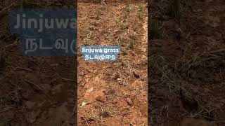 Jinjiwa grass | ஜிஞ்சுவா நடவு முறை | #thanjavur #goat #jinjuwa #jinjwagrass