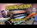 BORONG HEDON!!! BELI IKAN PREDATOR ABIS PULUHAN JUTA!!! - BELANJA LANGSUNG KE IMPORTIR BESAR!!!