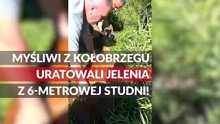 Myśliwi z Kołobrzegu uratowali jelenia z 6-metrowej studni!