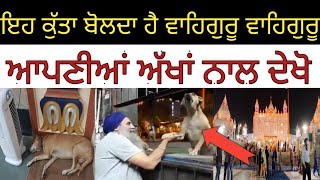 ਇਹ ਕੁੱਤਾ ਬੋਲਦਾ ਹੈ ਵਾਹਿਗੁਰੂ ਵਾਹਿਗੁਰੂ|#Hazur sahib#blinddog|chakdenews12