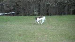 Destry lure coursing 3-7-10